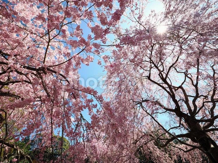 🌸 벚꽃산 난바라지(사쿠라야마 난바라지) 이미지 5